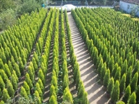 Limon Çamı Bakımı Nasıl Olmalıdır?