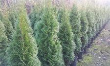 Uzun İbreli Çam Uzun ibreli Çamın Özellikleri