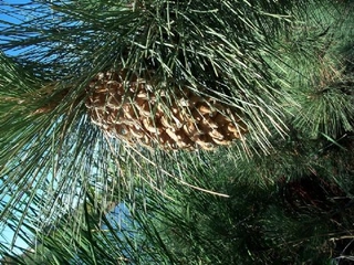 Büyük Kozalaklı Çam Faydaları Nelerdir?