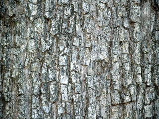 Çam Ağacı Kabuğu Özellikleri ve Faydaları Nelerdir?