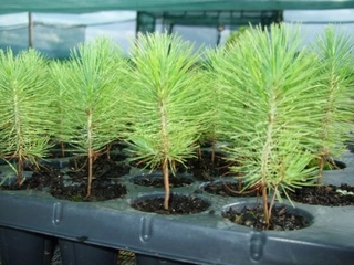 Çam Fidesi Yetiştiriciliği